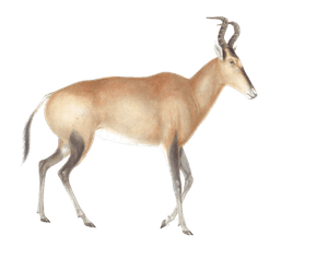 Antelope Baalus Caama