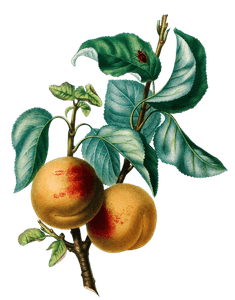 Apricots Abricots Vintage Fruit Illustration