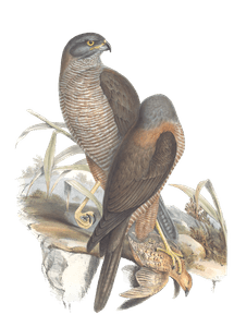 Australian Goshawk Bird Vintage Illustrations