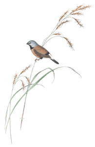 Banded Grass Finch Bird Vintage Illustrations
