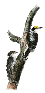 Banded Thrce Toed Woodpecker Bird Vintage Illustrations