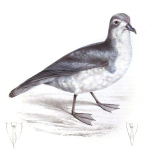 Bankss Dove Petrel Prion Banksii Copy