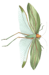 Bay Leaved Locust Vintage Insect Illustration