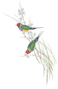 Beautiful Grass Finch Bird Vintage Illustrations