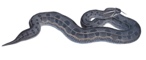 Berg Adder Vipera Atropos Vintage Illustration