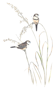 Bichenos Finch Bird Vintage Illustrations