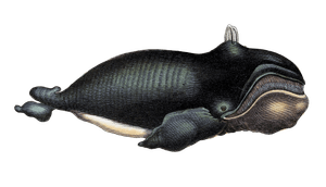 Big Whale Vintage Illustration