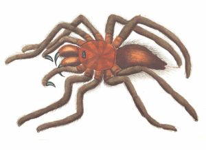 Bird Catching Spider Vintage Illustration
