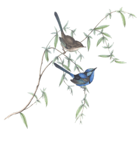 Black Backed Wren Bird Vintage Illustrations