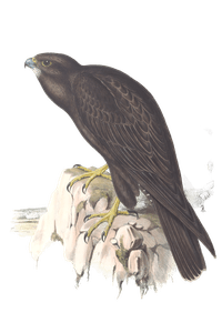 Black Falcon Bird Vintage Illustrations