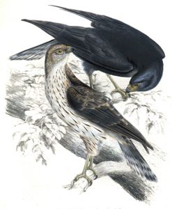 Black Goshawk Astur Melanoleucus Copy