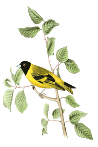 Black Headed Goldfinch Bird Vintage Illustrations