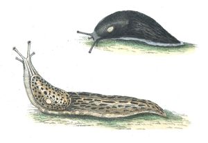 Black Limax Slug Vintage Illustration