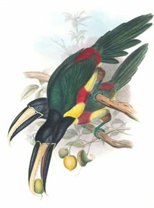 Black Necked Aracari Pteroglossus Aracari
