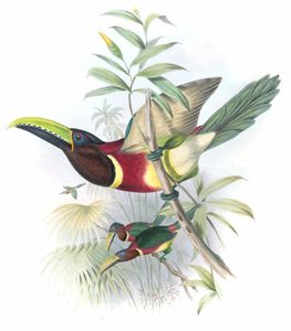 Black Necked Aracari Toucan Pteroglossus Sttrmi