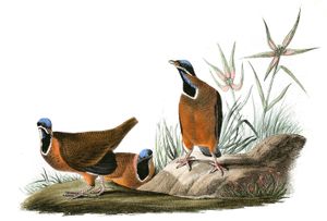 Blueheaded Ground Dove Bird Vintage Illustrations