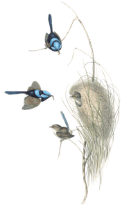 Blue Wren Bird Vintage Illustrations