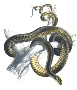 Boomslange Snake Bucephalus Capensis a Vintage Illustration