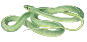 Boomslang Green Snake Bucephalus Viridis Vintage Illustration