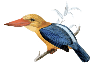 Bornean Stork Billed Kingfisher Bird Vintage Illustration