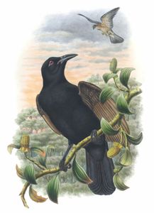 Borwn Winged Paradise Crow Lycocorax Pyrrhopterus Vintage Illustration