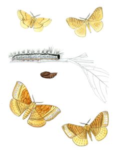 Brachytera Phalaenaria Eupterote Diffusa Eupterote Mollifera Moth Vintage Illustration