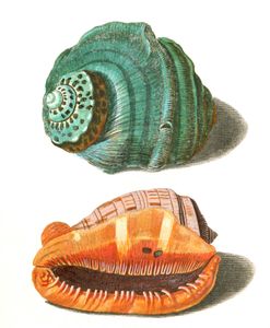Bright Breen and Orange Shells