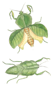 Broad Breasted Mantis Vintage Insect Illustration
