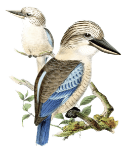 Buff Laughing Kingfisher 2 Bird Vintage Illustration