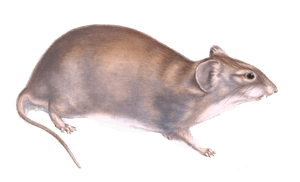 Bush Vlei Rat Euryotis Unisulcatus