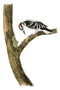 Canadian Woodpecker Bird Vintage Illustrations