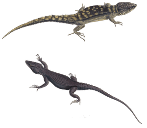 Cape Crag Lizard Cordylus Fasciatus Vintage Illustration