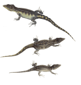 Cape Crag Lizard Cordylus Microlepidotus 1 Vintage Illustration