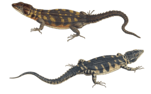 Cape Crag Lizard Cordylus Microlepidotus 2 Vintage Illustration