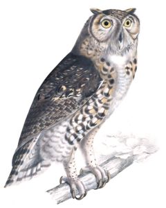 Cape Eagle Owl Bubo Capensis Copy