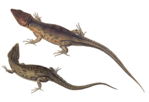 Cape Crag Lizard Cordylus Microlepidotus 3 Vintage Illustration