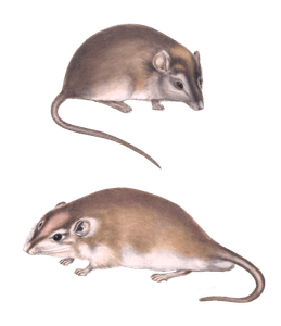 Cape Short Eared Gerbil Gerbillus Auricularis