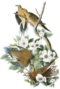 Caroline Turtle Dove Bird Vintage Illustrations