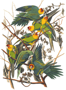 Carolina Parrot Bird Vintage Illustrations