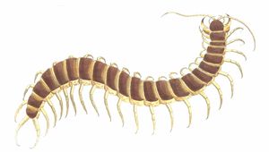 Centipede Vintage Illustration