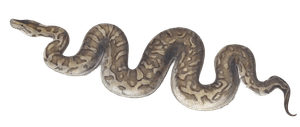 Central African Rock Python Python Natalensis Vintage Illustration
