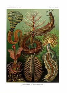 Chaetopoda Annelid Worms Ernst Haeckel Vintage Sea Creature Illustrations