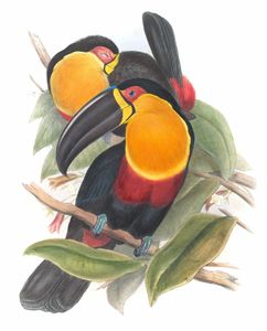 Channel Billed Toucan Ramphastos Ariel