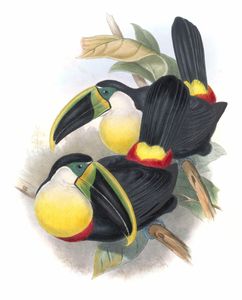 Citron Throated Toucan Ramphastos Citreolaemus