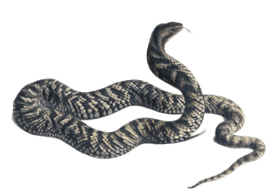 Cobra Naja Haemachates Vintage Illustration
