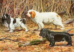 Cocker Spaniel Vintage Illustrations