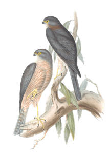 Collared Sparrow Hawk Bird Vintage Illustrations