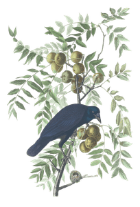 Common American Crow Bird Vintage Illustrations