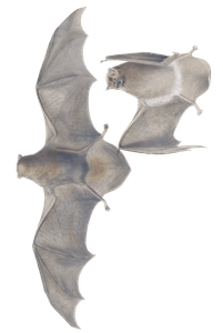 Common Bent Wing Bat