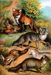 Common Fox Arctic Fox Blue Fox and Silver Fox Vintage Illustrations
